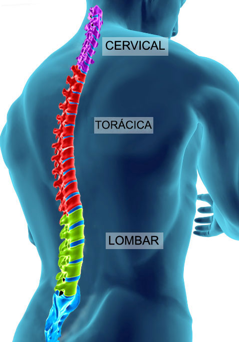 Dor na cintura escapular e/ou na coluna torácica - ITC Vertebral
