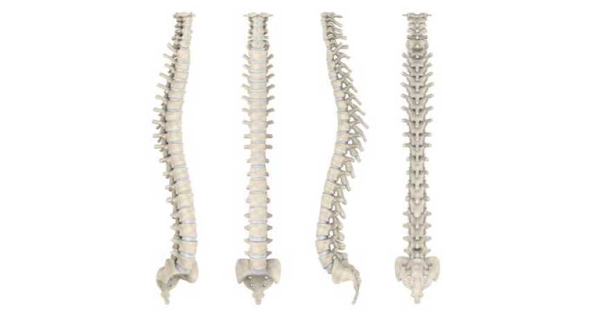 Coluna vertebral: Anatomia, vértebras, articulações